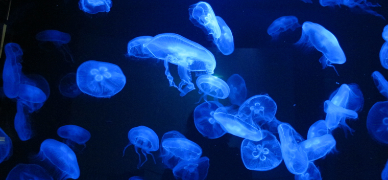 Ozeaneum