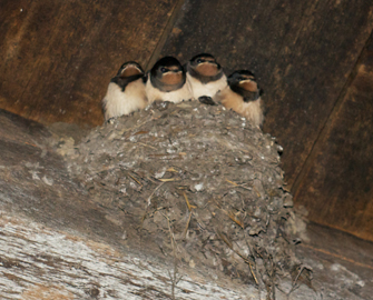 Das Nest ist voll!