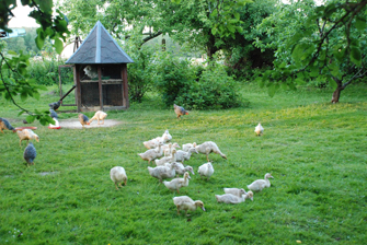 Geflügelwiese