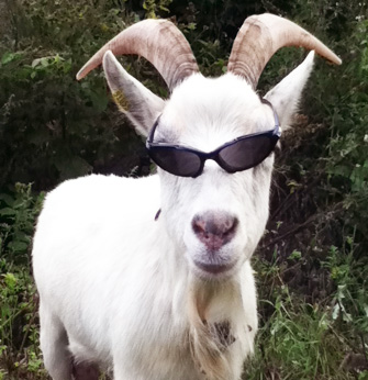 Coole Zicke!