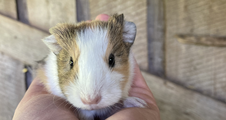 Meerschweinchenbaby auf dem Kinderbauernhof