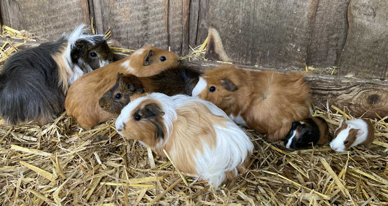 Meerschweinchenhaus auf dem Kinderbauernhof